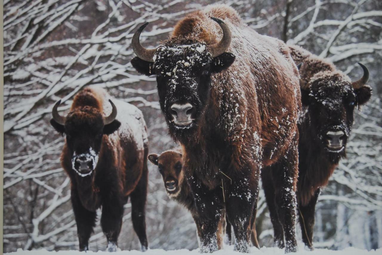 Kamienna Zagroda Białowieża Extérieur photo